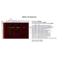 U-Blot® Sp1 Rabbit Monoclonal Antibody – Figure 1 of 5