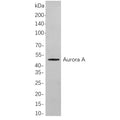 U-Blot® Aurora A Rabbit Monoclonal Antibody – Figure 1 of 1