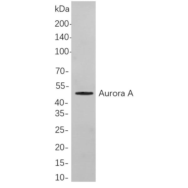 U-Blot® Aurora A Rabbit Monoclonal Antibody – Figure 1 of 1