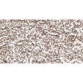U-Blot® Histone H4 Rabbit Monoclonal Antibody – Figure 1 of 3