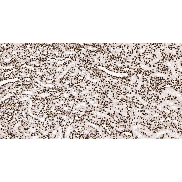 U-Blot® Histone H4 Rabbit Monoclonal Antibody – Figure 1 of 3
