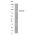 U-Blot® CD105 Rabbit Monoclonal Antibody – Figure 1 of 1