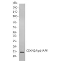 U-Blot® Histone H3 (Phospho Thr3) Rabbit Monoclonal Antibody – Figure 1 of 1
