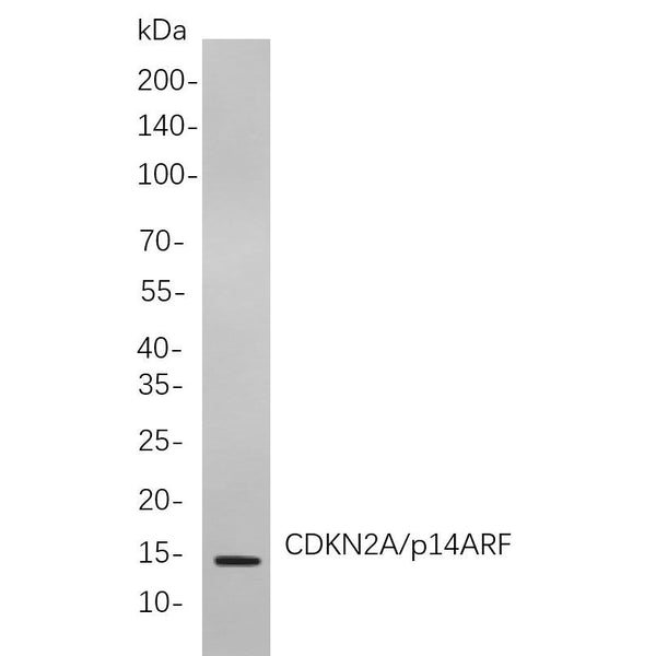 U-Blot® Histone H3 (Phospho Thr3) Rabbit Monoclonal Antibody – Figure 1 of 1