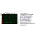U-Blot® IFITM3 Rabbit Monoclonal Antibody – Figure 1 of 2