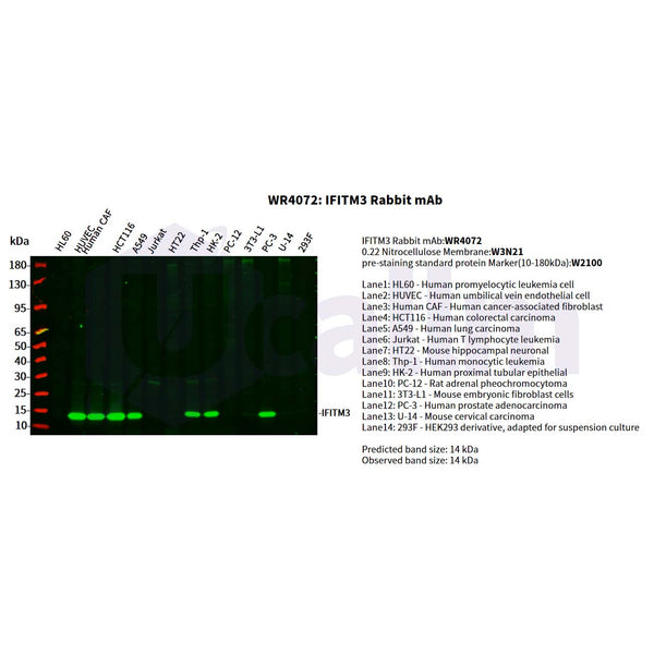 U-Blot® IFITM3 Rabbit Monoclonal Antibody – Figure 1 of 2