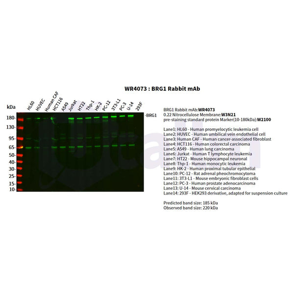 U-Blot® BRG1 Rabbit Monoclonal Antibody – Figure 1 of 2