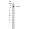 U-Blot® SIRT1 Rabbit Monoclonal Antibody – Figure 1 of 1