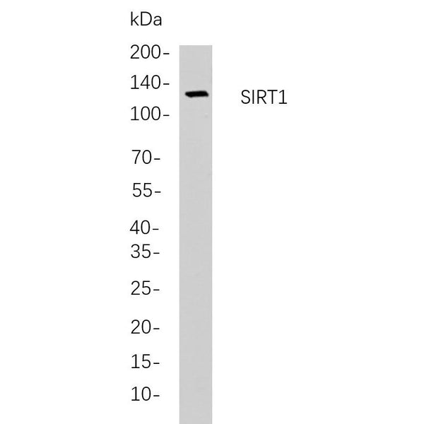 U-Blot® SIRT1 Rabbit Monoclonal Antibody – Figure 1 of 1