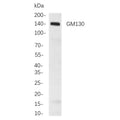 U-Blot® GM130 Rabbit Monoclonal Antibody – Figure 1 of 1