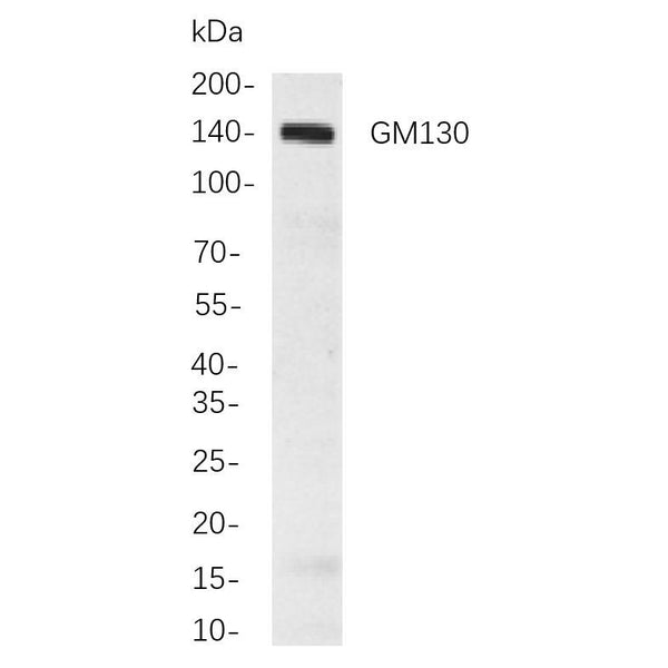 U-Blot® GM130 Rabbit Monoclonal Antibody – Figure 1 of 1