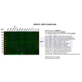 U-Blot® MMP13 Rabbit Monoclonal Antibody – Figure 1 of 2
