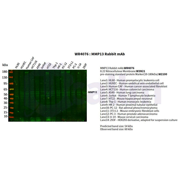 U-Blot® MMP13 Rabbit Monoclonal Antibody – Figure 1 of 2