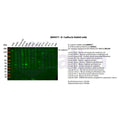 U-Blot® N Cadherin Rabbit Monoclonal Antibody – Figure 1 of 4
