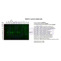 U-Blot® Cyclin E1 Rabbit Monoclonal Antibody – Figure 1 of 4