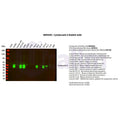 U-Blot® Cytokeratin 8 Rabbit Monoclonal Antibody – Figure 1 of 3