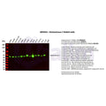 U-Blot® Glutaminase C Rabbit Monoclonal Antibody – Figure 1 of 3