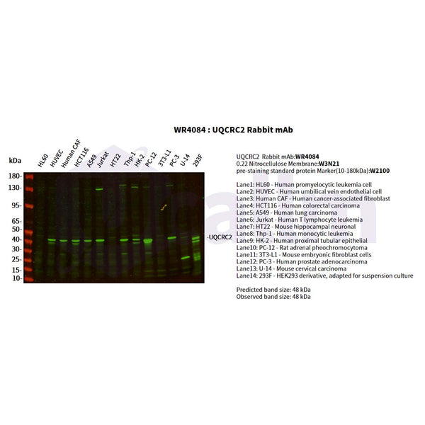 U-Blot® UQCRC2 Rabbit Monoclonal Antibody – Figure 1 of 4