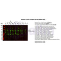 U-Blot® MSK1 (Phospho Ser360) Rabbit Monoclonal Antibody – Figure 1 of 2