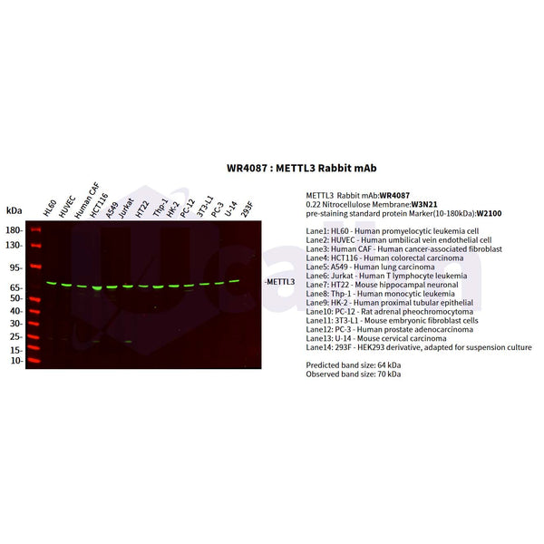 U-Blot® METTL3 Rabbit Monoclonal Antibody – Figure 1 of 5