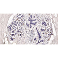 U-Blot® FABP4 Rabbit Monoclonal Antibody – Figure 1 of 4