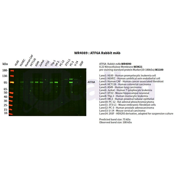 U-Blot® ATF6A Rabbit Monoclonal Antibody – Figure 1 of 2