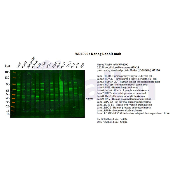 U-Blot® Nanog Rabbit Monoclonal Antibody – Figure 1 of 2