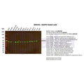 U-Blot® NADPH oxidase 4 Rabbit Monoclonal Antibody – Figure 1 of 2