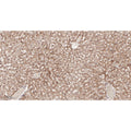 U-Blot® ACE2 Rabbit Monoclonal Antibody – Figure 1 of 2