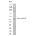 U-Blot® Cathepsin D Rabbit Monoclonal Antibody – Figure 1 of 1