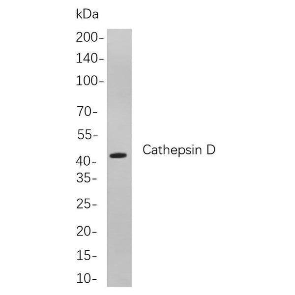 U-Blot® Cathepsin D Rabbit Monoclonal Antibody – Figure 1 of 1