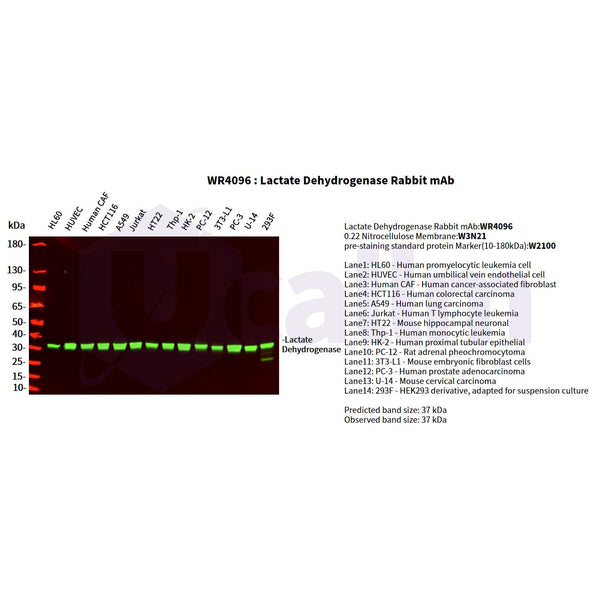 U-Blot® Lactate Dehydrogenase Rabbit Monoclonal Antibody – Figure 1 of 4