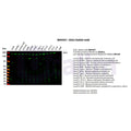 U-Blot® EEA1 Rabbit Monoclonal Antibody – Figure 1 of 3