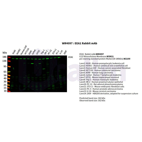 U-Blot® EEA1 Rabbit Monoclonal Antibody – Figure 1 of 3