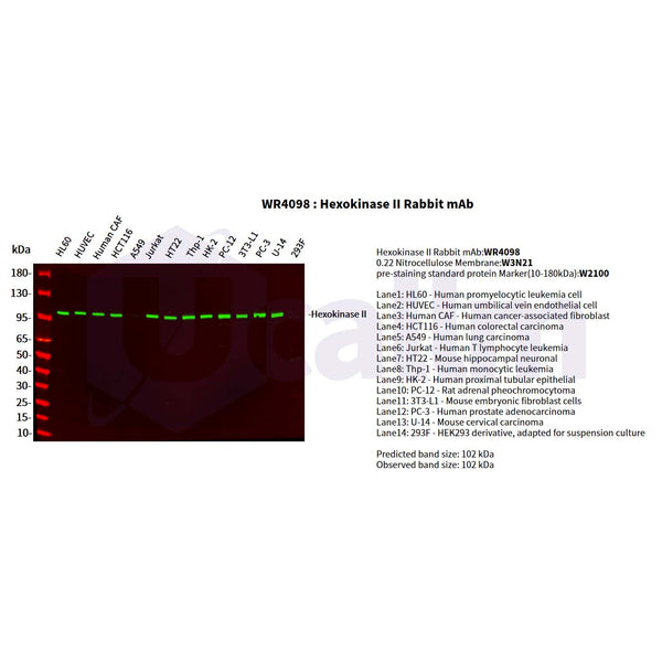 U-Blot® Hexokinase II Rabbit Monoclonal Antibody – Figure 1 of 2