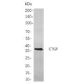 U-Blot® CTGF Rabbit Monoclonal Antibody – Figure 1 of 1