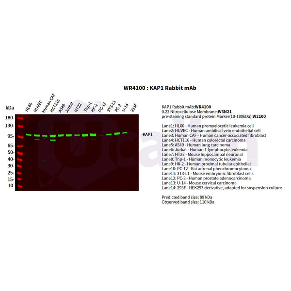 U-Blot® KAP1 Rabbit Monoclonal Antibody – Figure 1 of 5