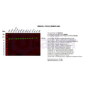 U-Blot® PGC1 β Rabbit Monoclonal Antibody – Figure 1 of 2