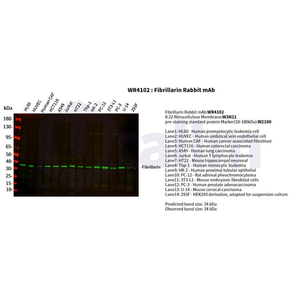 U-Blot® Fibrillarin Rabbit Monoclonal Antibody – Figure 1 of 4