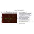 U-Blot® EAAT1 Rabbit Monoclonal Antibody – Figure 1 of 5