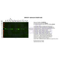 U-Blot® Optineurin Rabbit Monoclonal Antibody – Figure 1 of 4