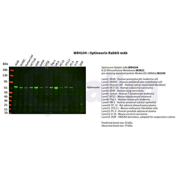 U-Blot® Optineurin Rabbit Monoclonal Antibody – Figure 1 of 4