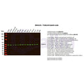 U-Blot® TUBA1B Rabbit Monoclonal Antibody – Figure 1 of 2
