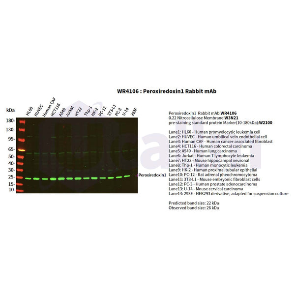 U-Blot® Peroxiredoxin 1 Rabbit Monoclonal Antibody – Figure 1 of 2