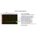U-Blot® Prohibitin Rabbit Monoclonal Antibody – Figure 1 of 5
