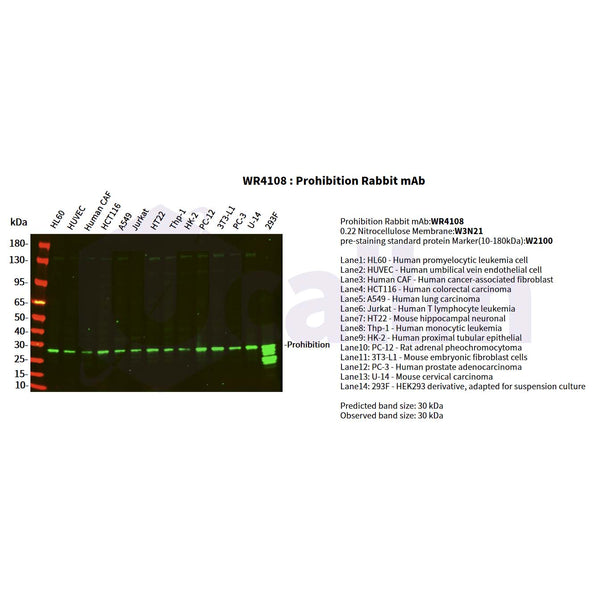 U-Blot® Prohibitin Rabbit Monoclonal Antibody – Figure 1 of 5