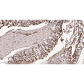 U-Blot® SIX2 Rabbit Monoclonal Antibody – Figure 1 of 3