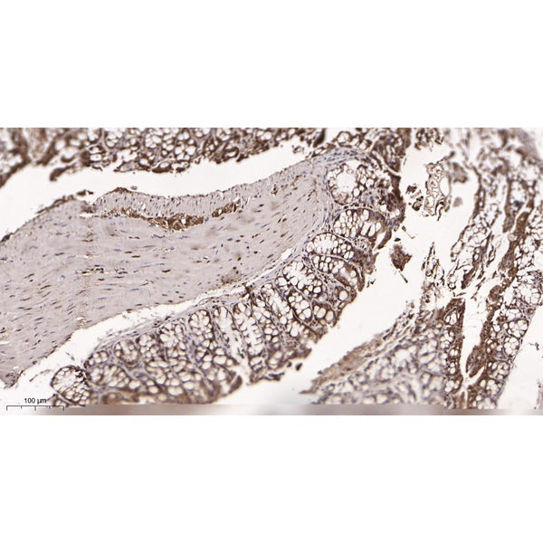U-Blot® SIX2 Rabbit Monoclonal Antibody – Figure 1 of 3