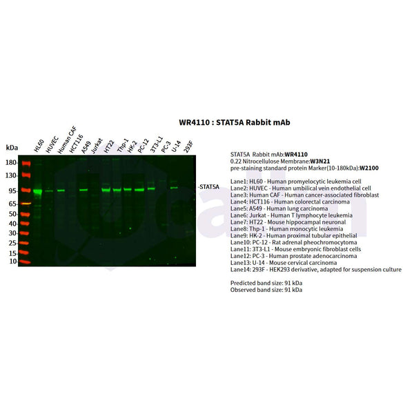 U-Blot® STAT5A Rabbit Monoclonal Antibody – Figure 1 of 5