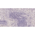 U-Blot® FoxP3 Rabbit Monoclonal Antibody – Figure 1 of 4